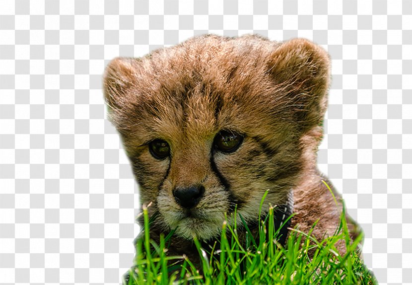 Cheetah Lion National Zoo & Aquarium Image - Carnivoran - Cubs Transparent PNG