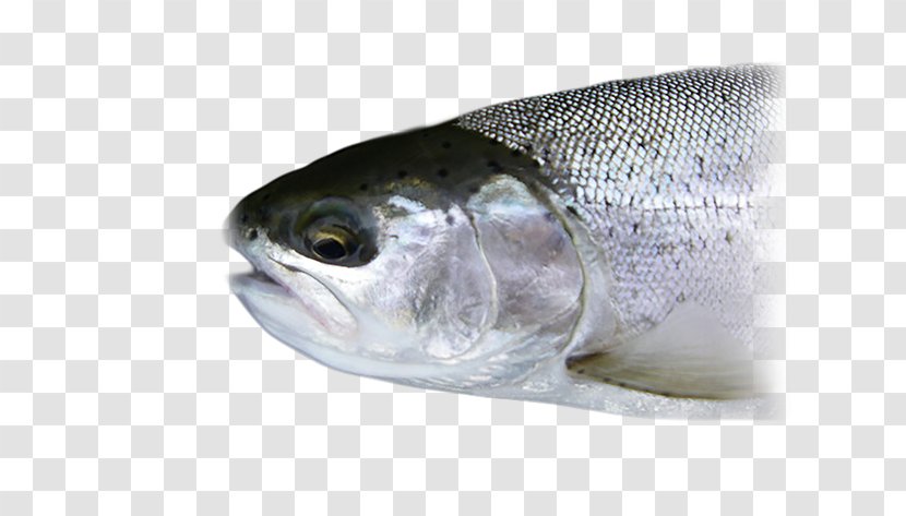 Sardine Fisheries Science Fishery Fish Products - Rainbow Trout Transparent PNG