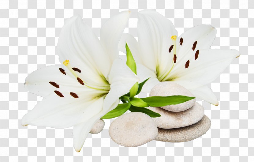 Cut Flowers Petal Lily M - Blume Transparent PNG