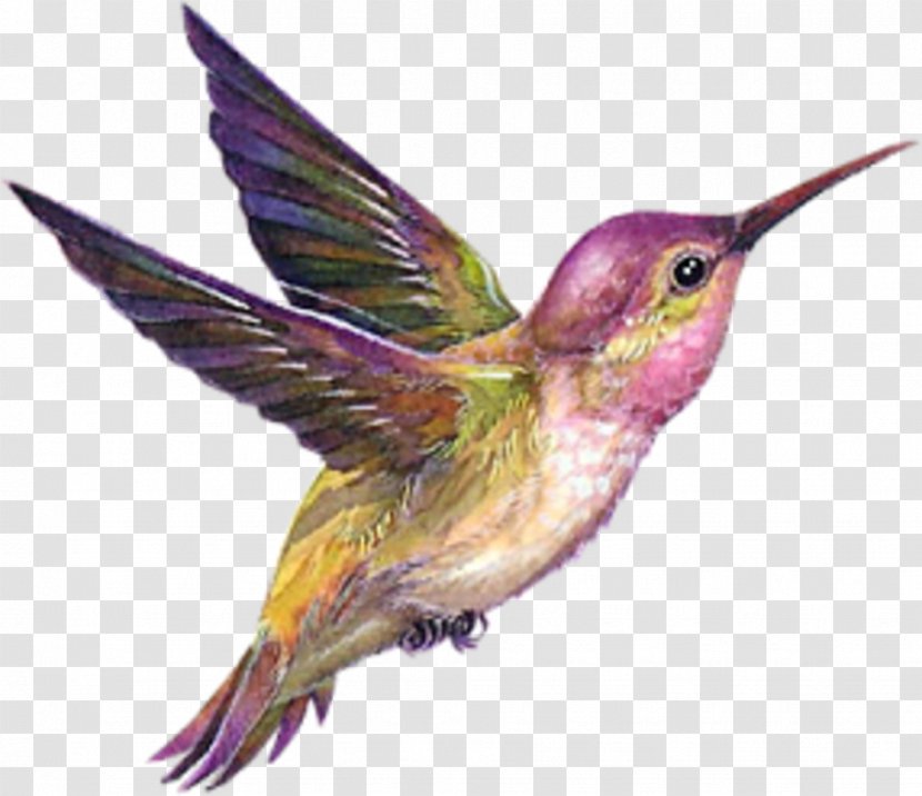 Hummingbird Drawing - Beak - Bird Pink Transparent PNG