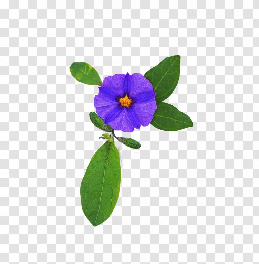 Flower Purple Violet - Viola - Lilac Transparent PNG