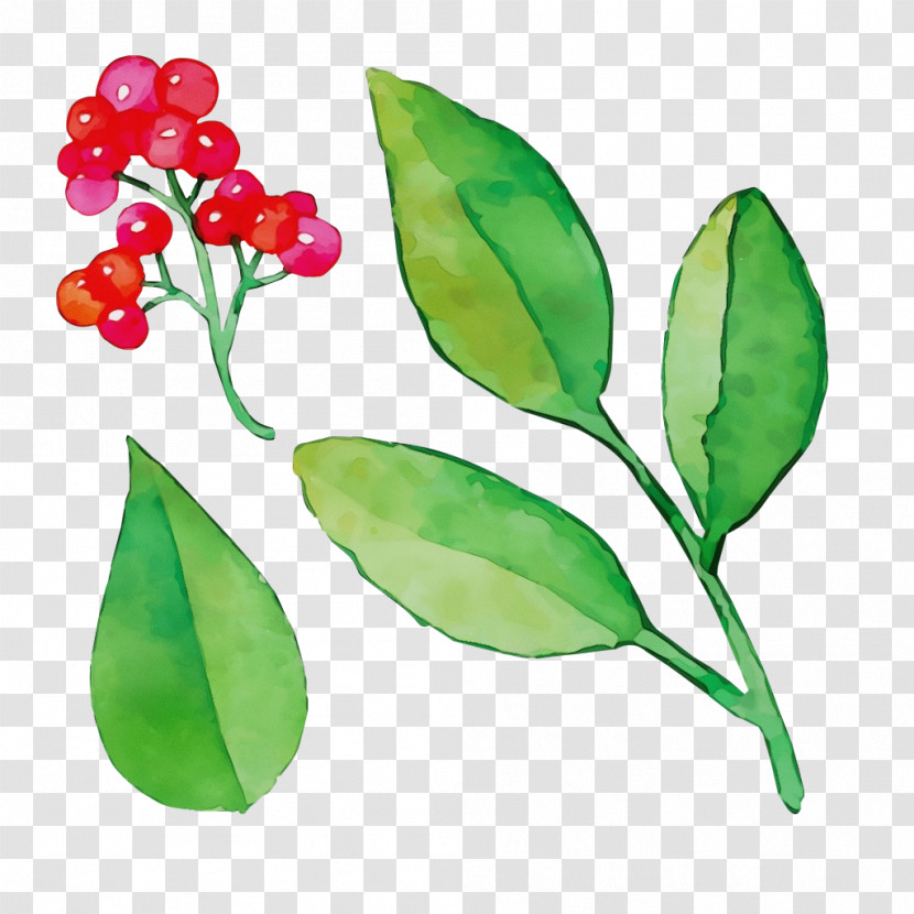 Leaf Plant Stem Flower Fruit Branching Transparent PNG