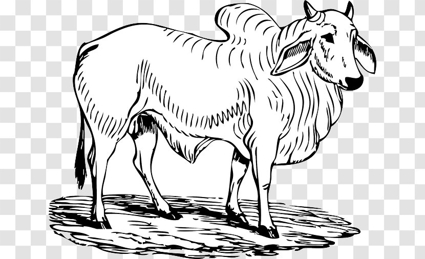 Brahman Cattle Hereford Charging Bull Angus Clip Art - Horse Like Mammal Transparent PNG