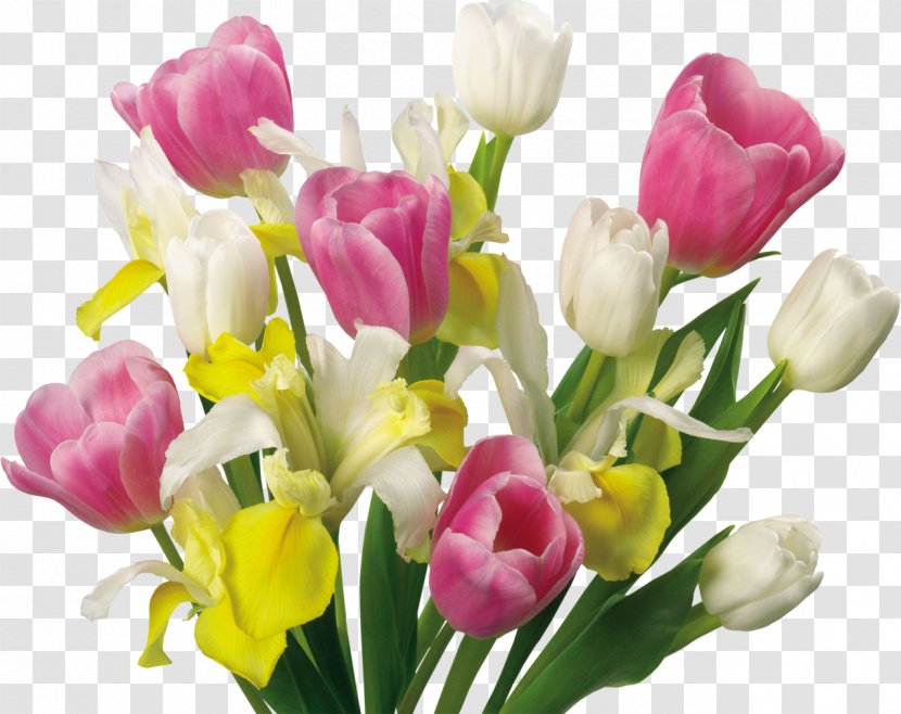 Tulip Flower Clip Art Transparent PNG