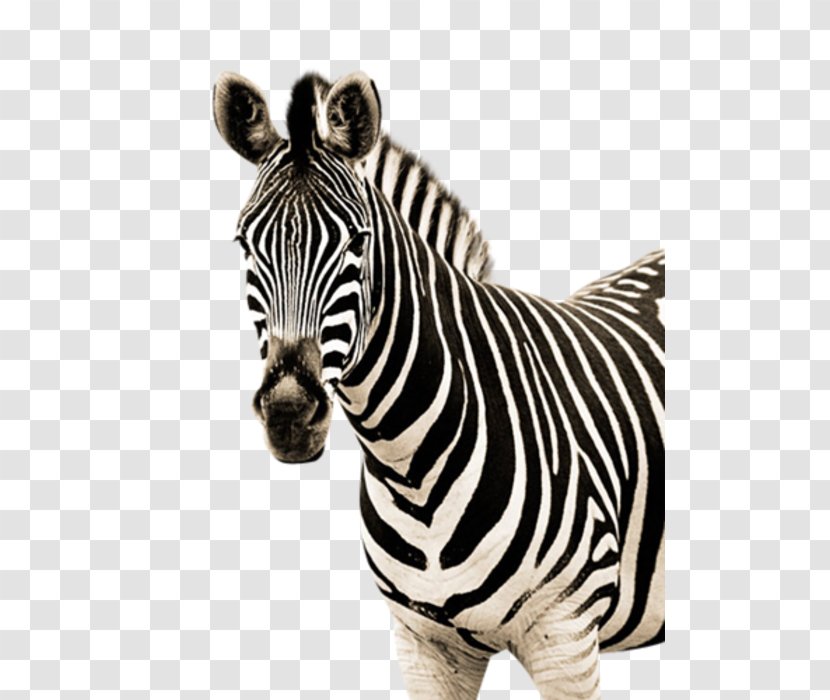 Zebra Quagga Clip Art - Neck Transparent PNG