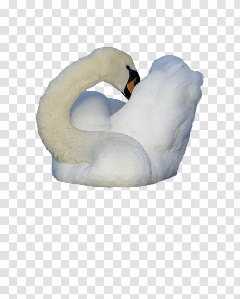 Swans Birds Water Bird Waterfowl Beak Transparent PNG