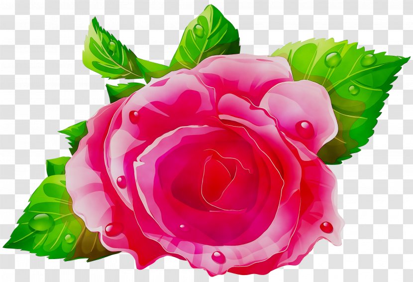Garden Roses Clip Art Cabbage Rose Illustration - Artificial Flower Transparent PNG
