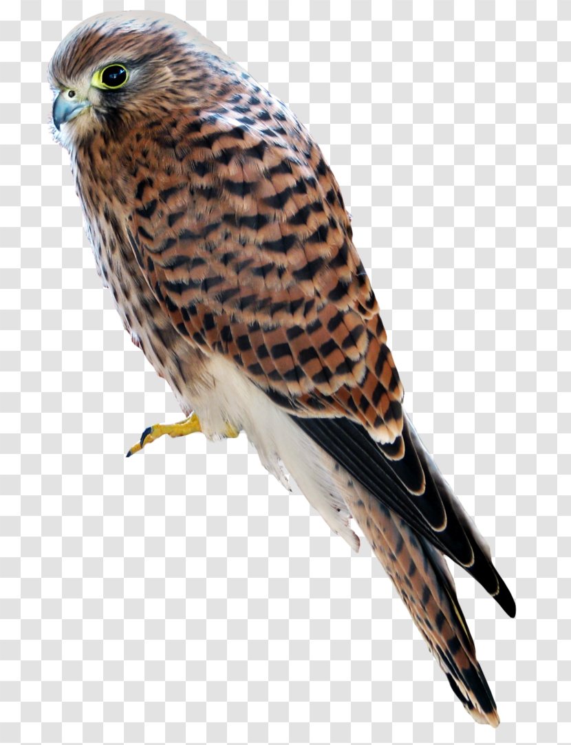Hawk Finches Owl Buzzard Beak - Fauna Transparent PNG