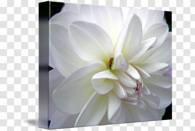 Dahlia Gallery Wrap Floral Design Canvas Magnolia Family Transparent PNG