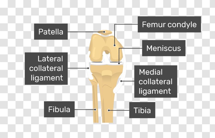Patella Knee Medial Condyle Of Femur Anatomy - Patellar Ligament - Tendinitis Transparent PNG