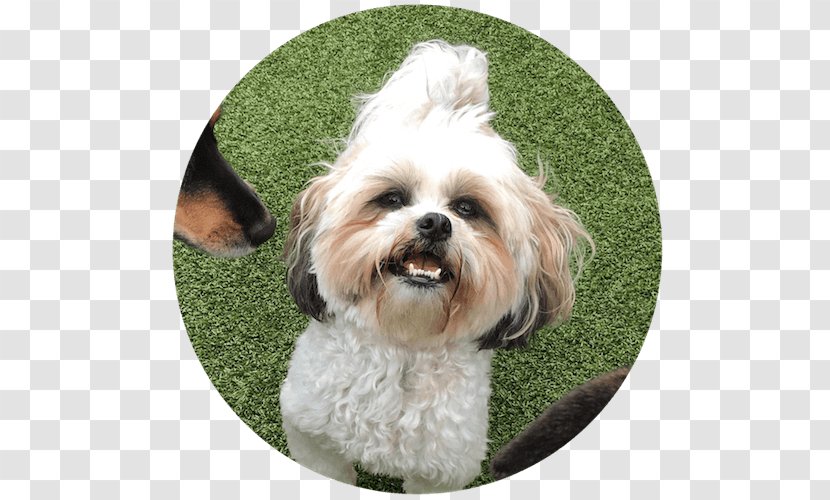 Cavachon Morkie Shih Tzu Havanese Dog Chinese Imperial - Puppy Transparent PNG