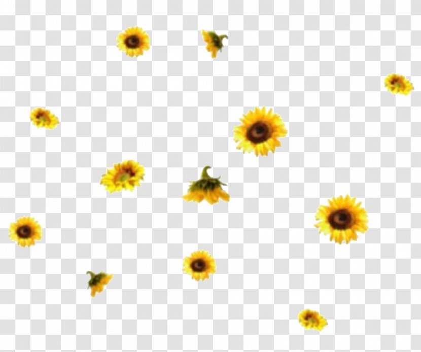 Common Sunflower Image Daisy Family GIF - Girasole Frame Transparent PNG