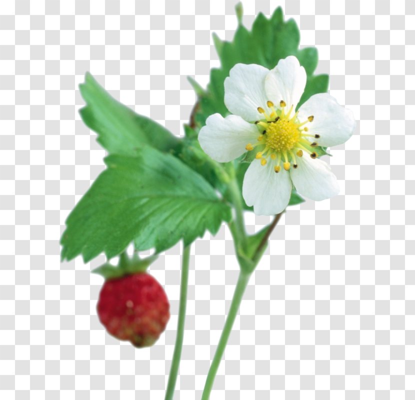 Strawberry Clip Art - Flower Transparent PNG