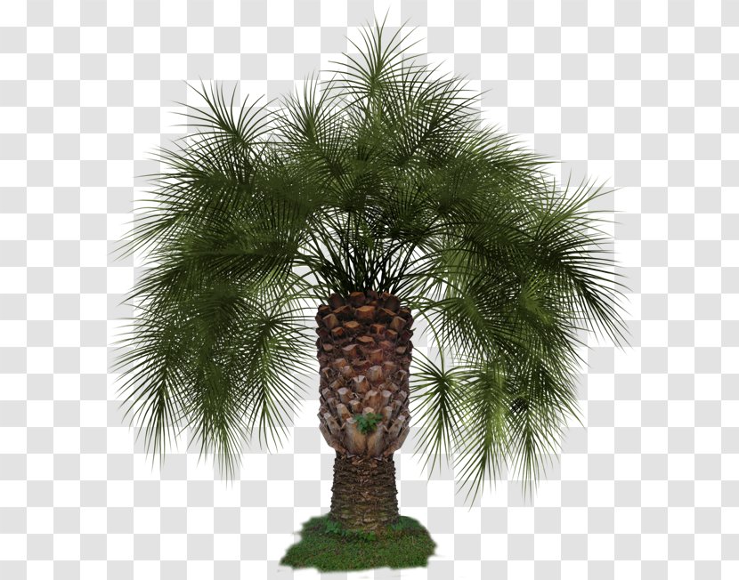 Pine Arecaceae Clip Art - Family - Tree Transparent PNG