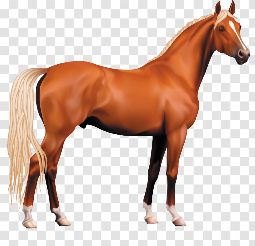 Morgan Horse Pony Stallion Clip Art - Like Mammal - Animal Transparent PNG