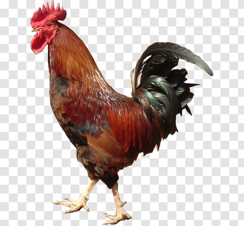 Rooster Chicken Information - Photography - Cock Transparent PNG