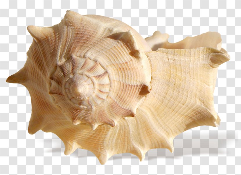 Seashell Resonance Ocean Shore - Sea Snail - Transparent Rapana Transparent PNG