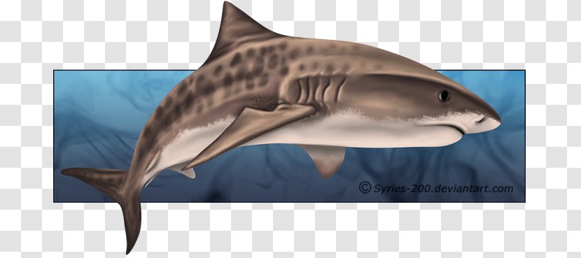 Sand Tiger Shark Drawing - Organism - Watercolor Transparent PNG