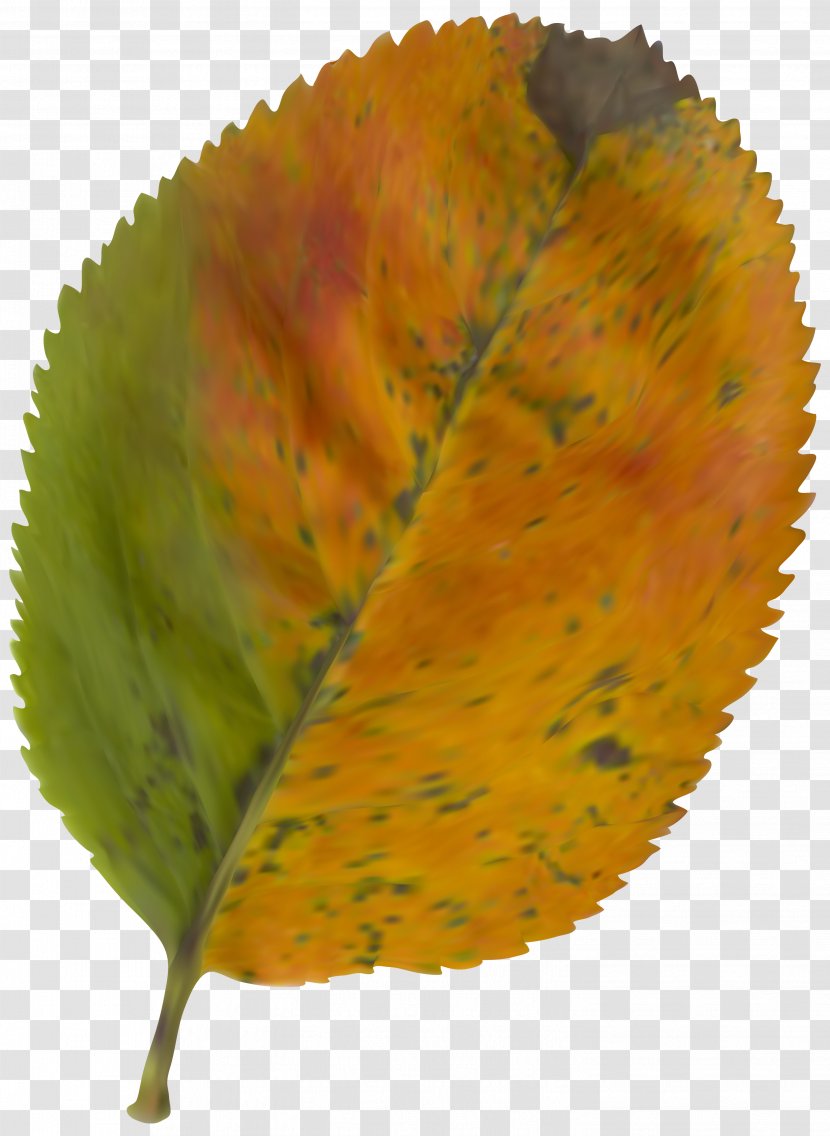 Autumn Leaf Color Clip Art - Beautiful Clipart Image Transparent PNG