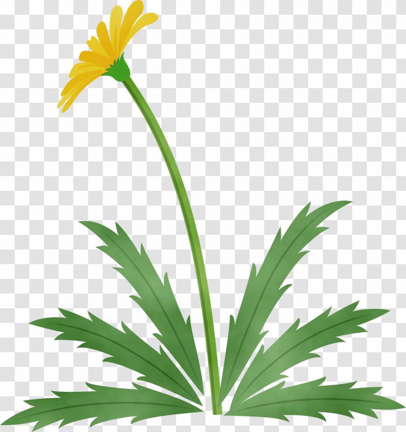 Flower Plant Leaf Yellow Grass Transparent PNG