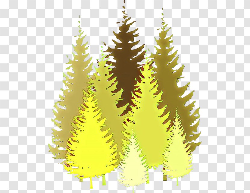Shortleaf Black Spruce Oregon Pine Tree Lodgepole Yellow - Hackmatack Plant Transparent PNG