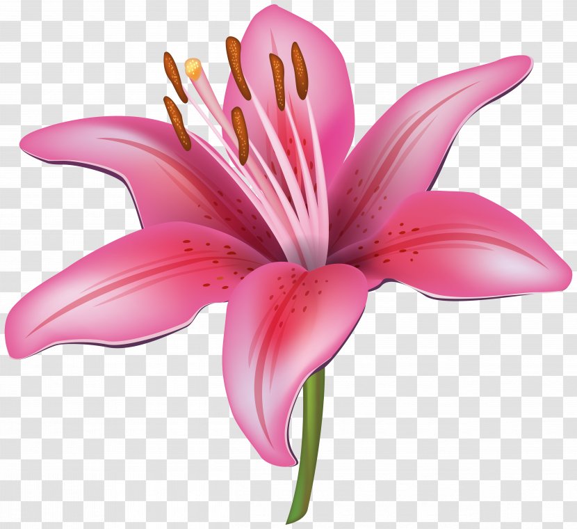 Tiger Lily Flower Water Clip Art - Petal - Pink Clipart Image Transparent PNG