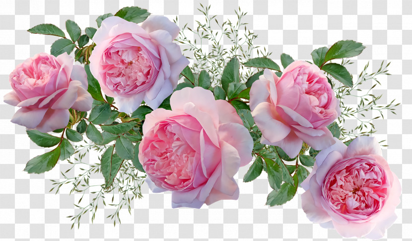 Garden Roses Transparent PNG