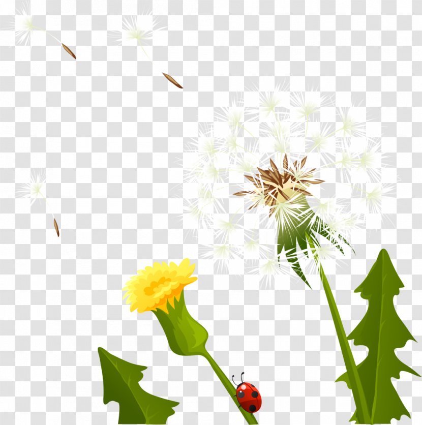 Dandelion Yellow Flower Petal Transparent PNG