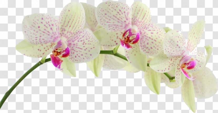 Moth Orchids Desktop Wallpaper Flower - Petal Transparent PNG