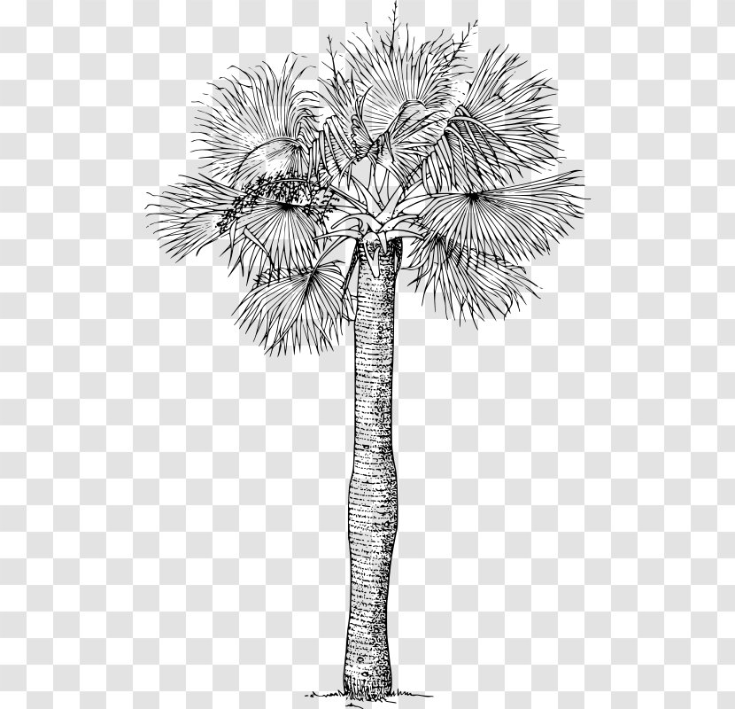 Asian Palmyra Palm Sabal Arecaceae Tree Transparent PNG