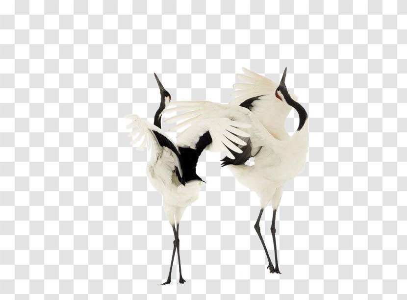 Red-crowned Crane Bird Dance Sandhill - Like Transparent PNG