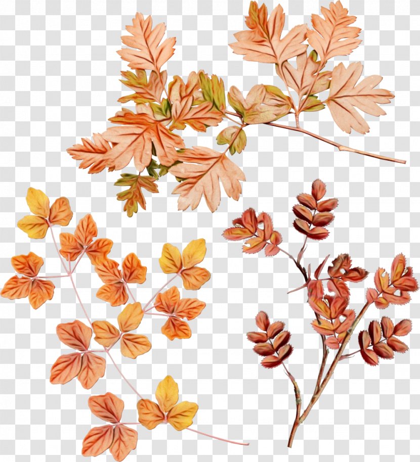 Watercolor Wreath Flower - Pedicel Plant Transparent PNG