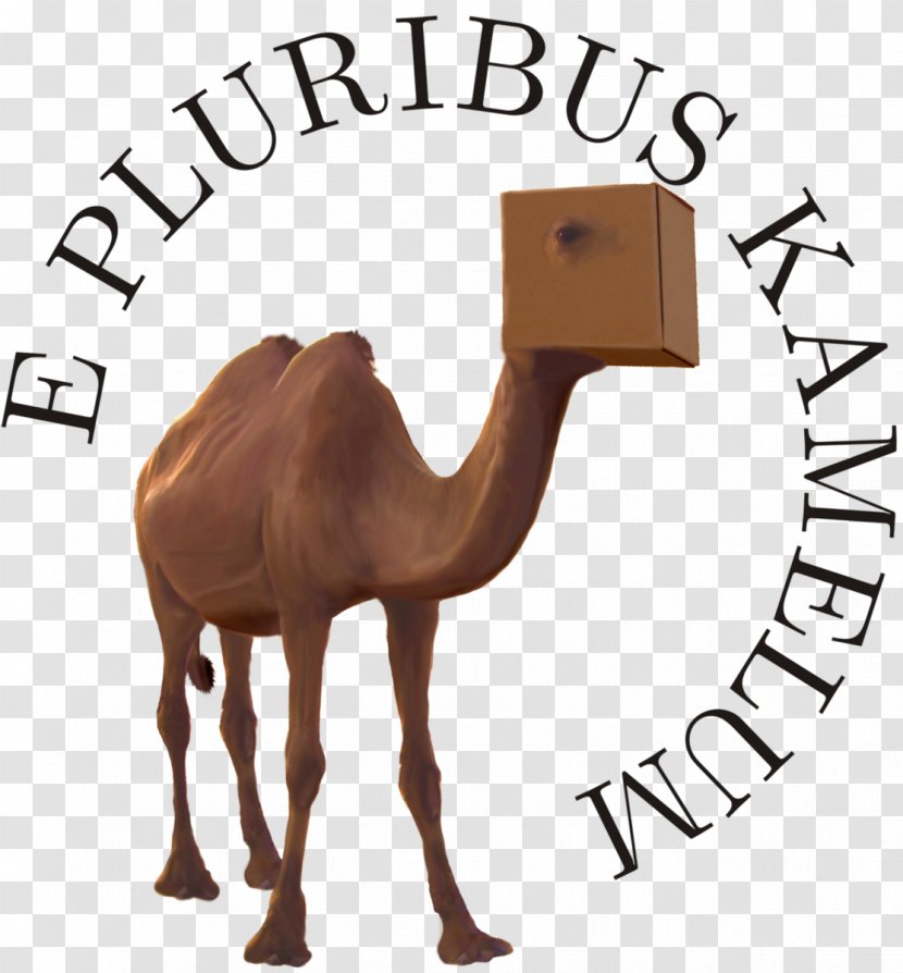 Dromedary Kamelopedia Wikipedia Logo Camel Transparent PNG