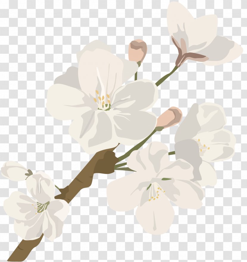 Cut Flowers Cherry Blossom Plant Stem - Spring Flower Transparent PNG