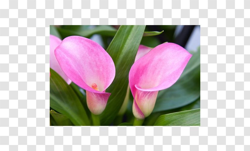 Tulip Pink M Petal RTV Herbaceous Plant - Rtv Transparent PNG