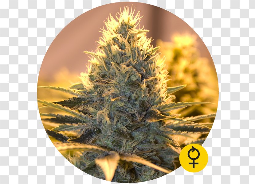 Autoflowering Cannabis The Bulldog Sativa Tetrahydrocannabinol - Marijuana Transparent PNG