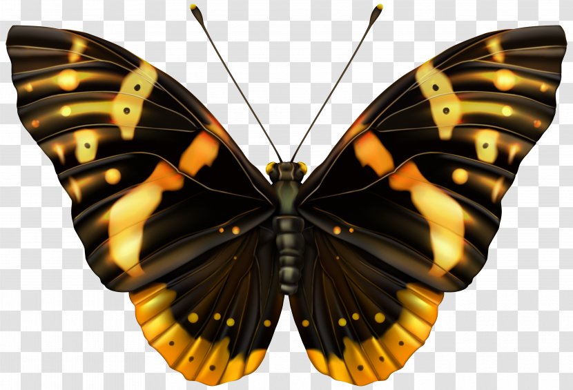 Butterfly Clip Art - Arthropod - Black And Orange Clipart Image Transparent PNG
