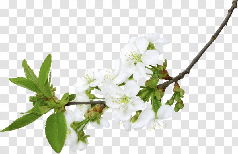 Branch Flower Clip Art - Spring - Almond Transparent PNG