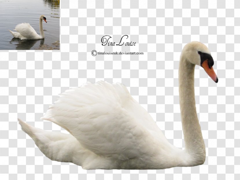 Cygnini Duck Bird - Swan Transparent PNG