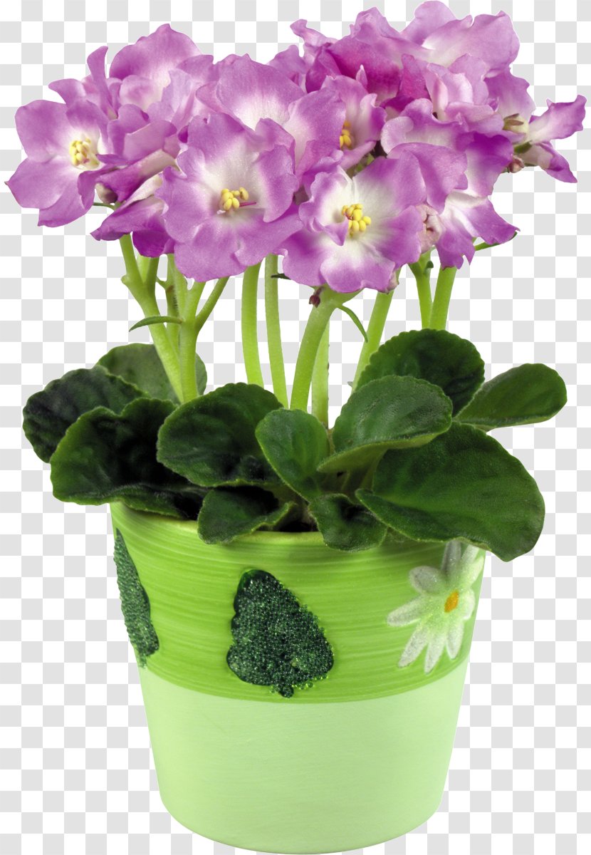African Violets Flowerpot Color - Houseplant - Violet Transparent PNG