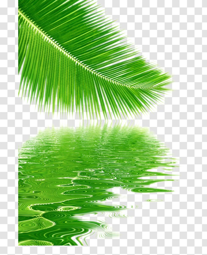Tree Coconut Leaf - Reflection Leaves Picture Material Transparent PNG