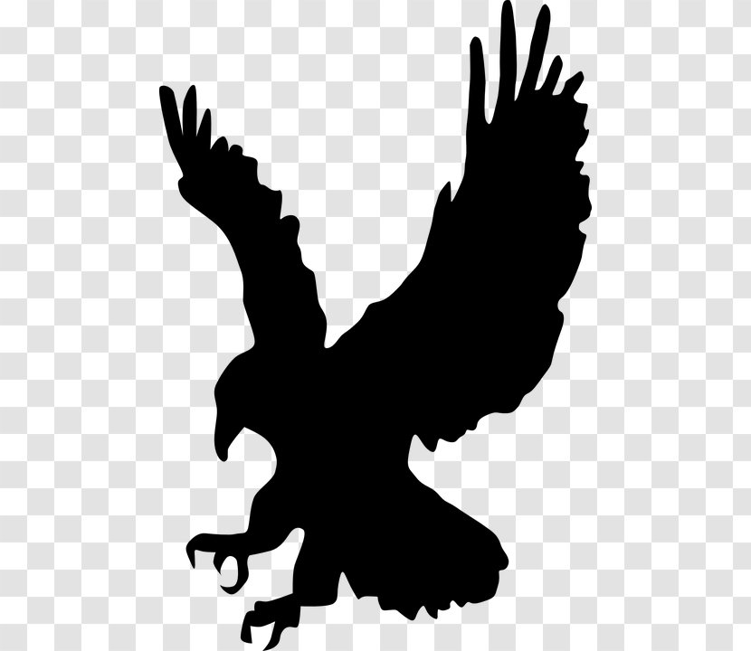 Bird Eagle Silhouette Clip Art Transparent PNG