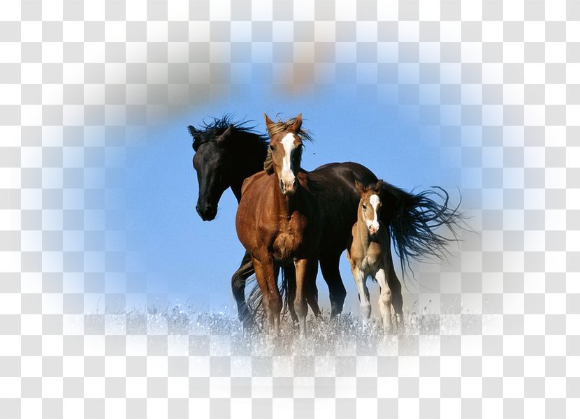 Horse Mural Wall Decal Art Transparent PNG