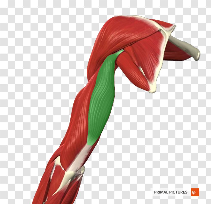 Close-up Shoulder - Arm Muscle Transparent PNG