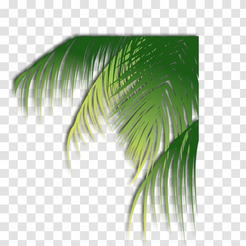 Leaf Coconut - Plant - Leaves Transparent PNG