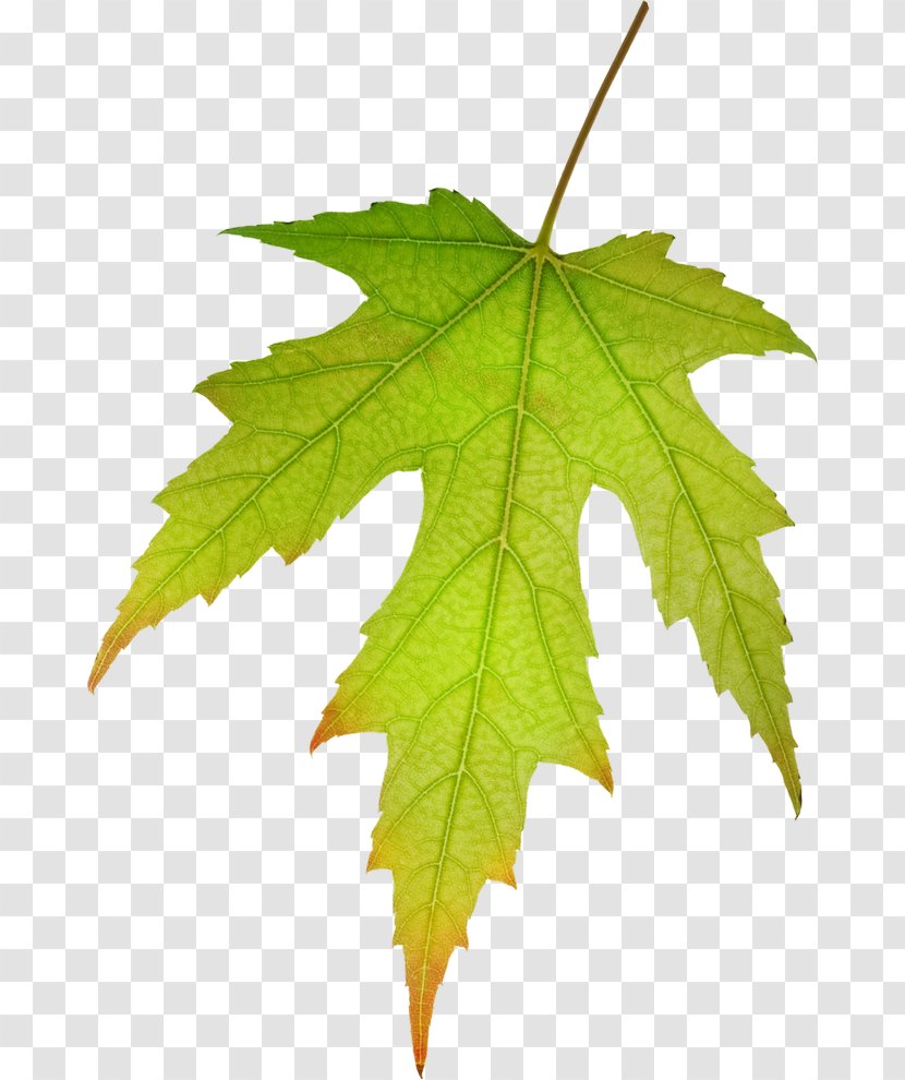 Maple Leaf Green Red - Plant - Leaves Of Trees Transparent PNG