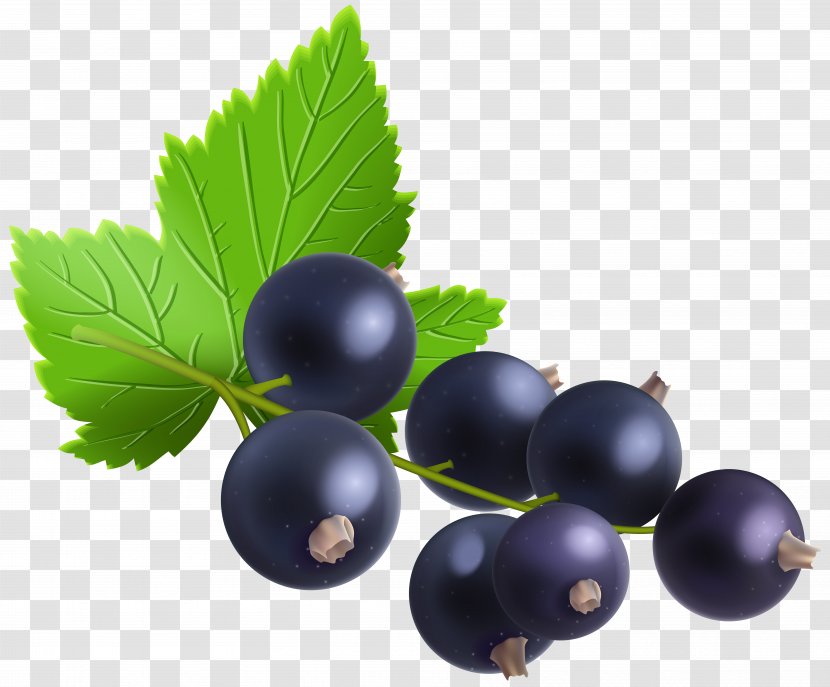 Blackcurrant Bilberry Redcurrant Zante Currant Blueberry - Produce - Transparent Clip Art Image Transparent PNG