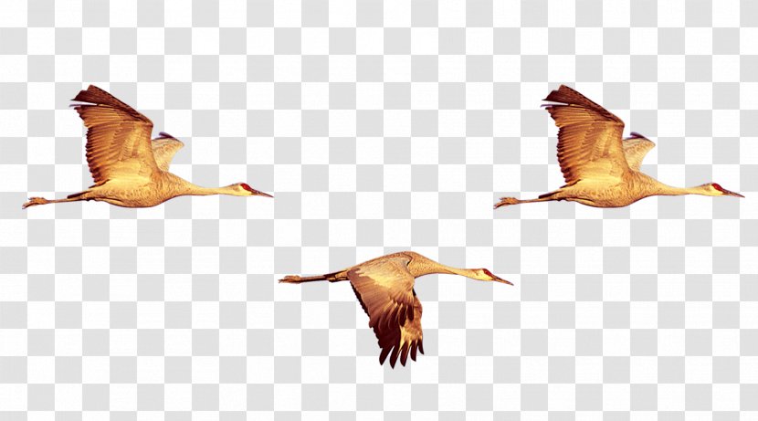 Duck Bird Crane Swan Goose - Organism - Geese Fly Transparent PNG