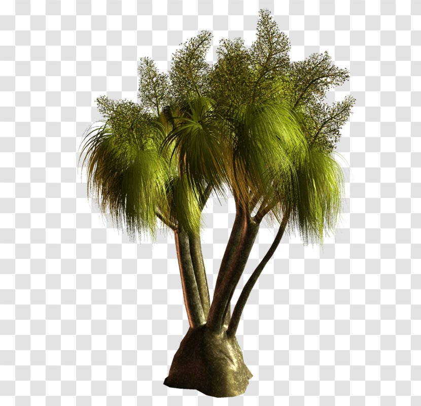 Asian Palmyra Palm Coconut Arecaceae - Tree - Vf Transparent PNG