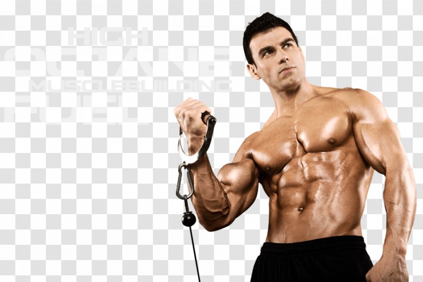 Growth Hormone Anabolic Steroid Estrogen - Tree - Muscle Transparent PNG